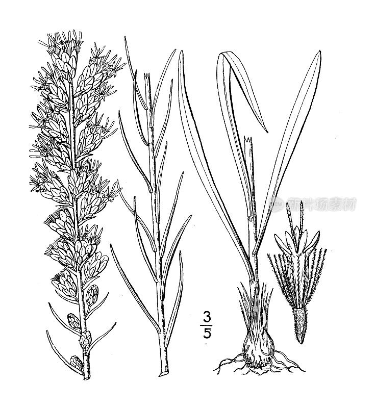 古植物学植物插图:Lacinaria spicata，密钮蛇根